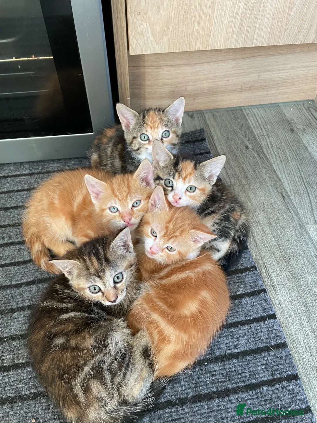 Mixed Breed cats for sale: Adorable Kittens Looking for Their Forever Homes - Advert 1
