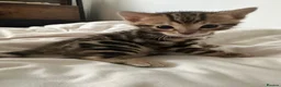 Bengal cats for sale: Baby pure bengal male  - Advert 16