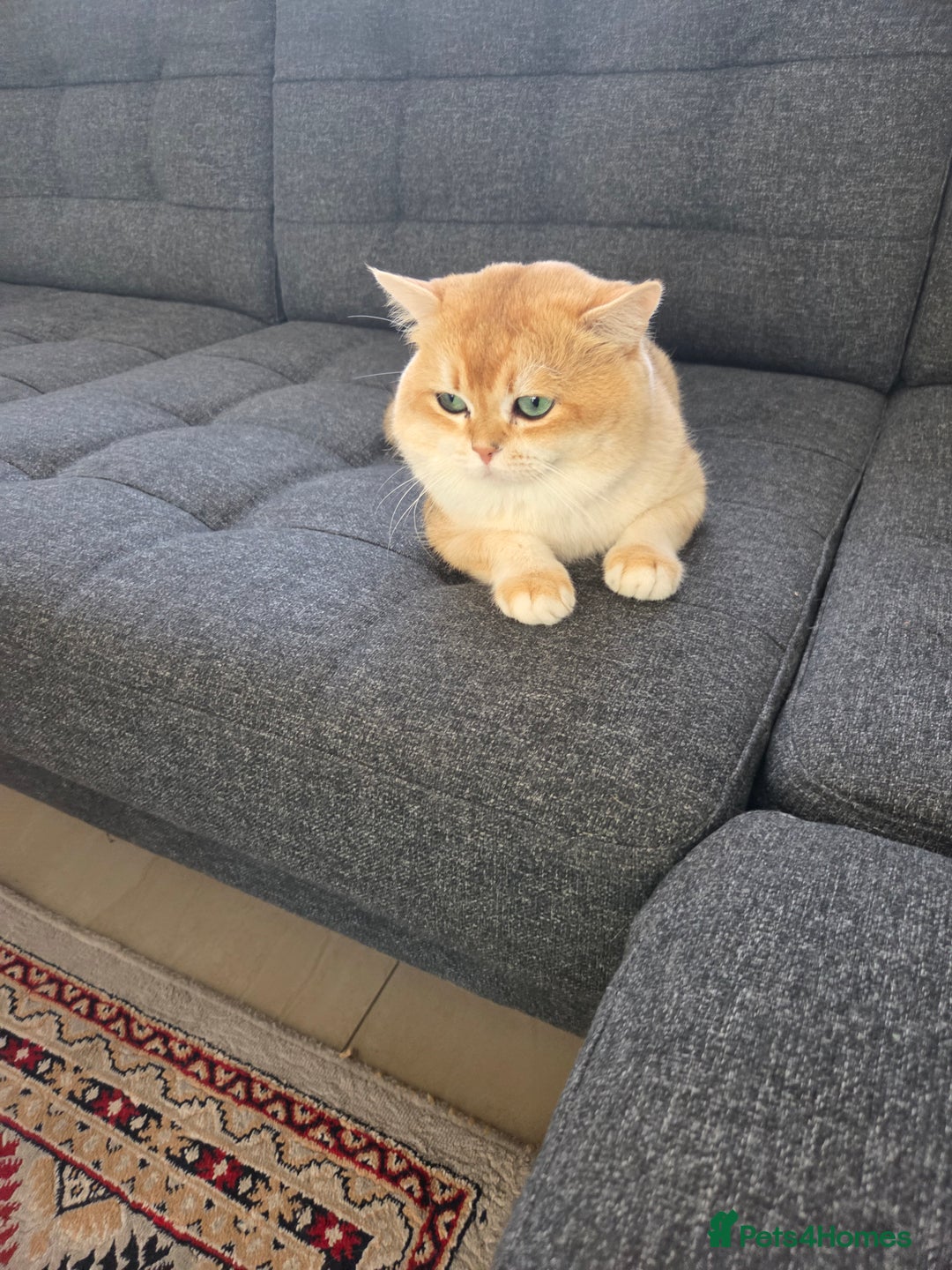 British Shorthair cats for sale:  **  **  **  ** BRITISH SHORTLY **  **  **  **   - Advert 33