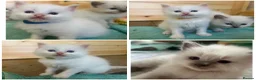 Ragdoll cats for sale: Beautiful ragdolls - Advert 17