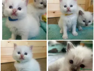Ragdoll cats Beautiful ragdolls - Advert 1