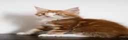 Maine Coon cats for sale: 5 Beautiful Russian Import Kittens TICA - Advert 22