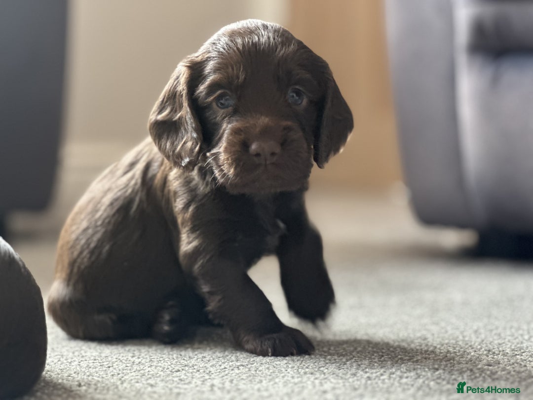Cocker Spaniel dogs for sale: KC Pedigree Working Cocker Spaniel Puppies - Image 9