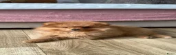 Pomeranian dogs for sale: KC reg Ready to go Luxury Pomeranian  - Advert 22