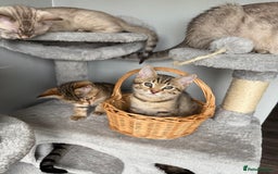 Bengal cats for sale: 2 bengal kittens left for sale to loving home - Image 7