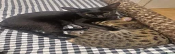 Savannah cats for sale: 2 female savannahs  - Advert 6