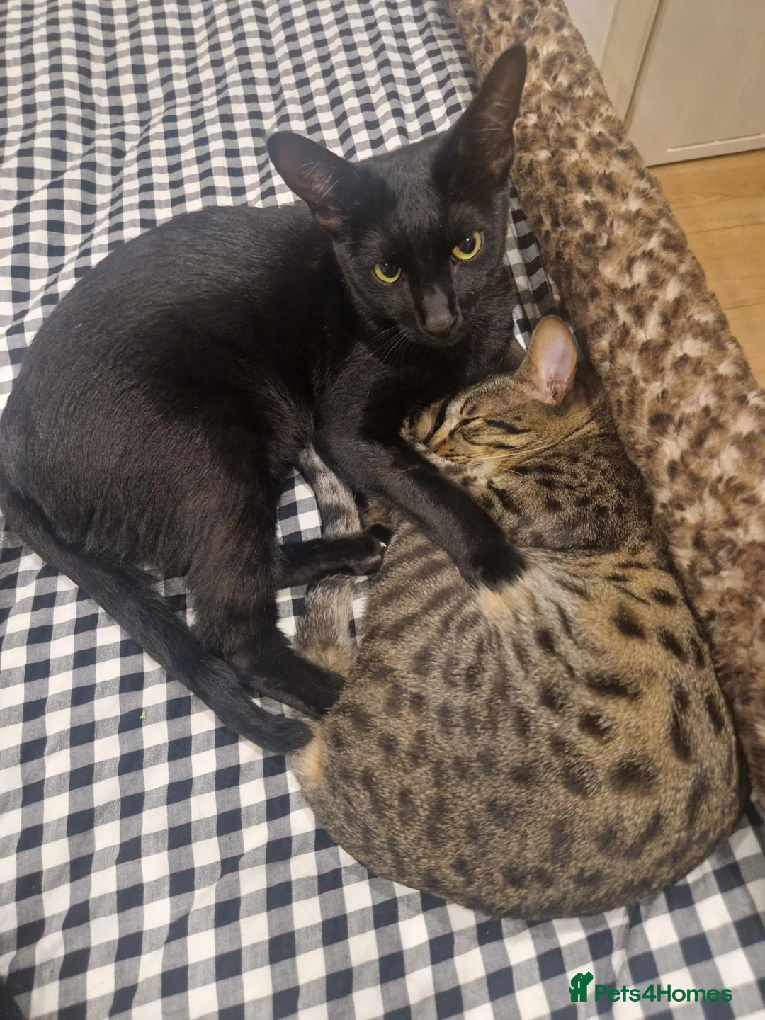 Savannah cats for sale: 2 female savannahs  - Advert 6