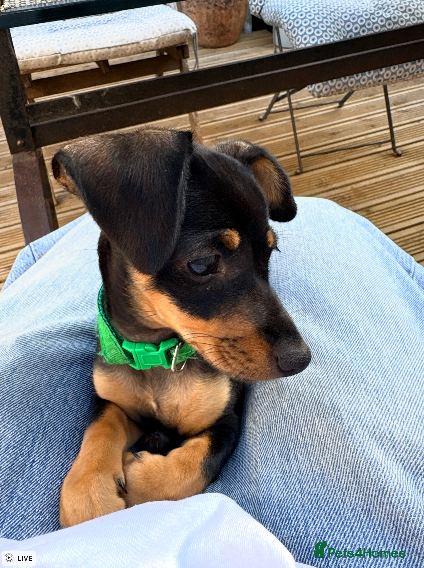 Jackshund dogs Daxijax/Jackshund/Dachshund/Jack - READY TO GO - Advert 2