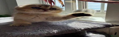 Scottish Fold 5