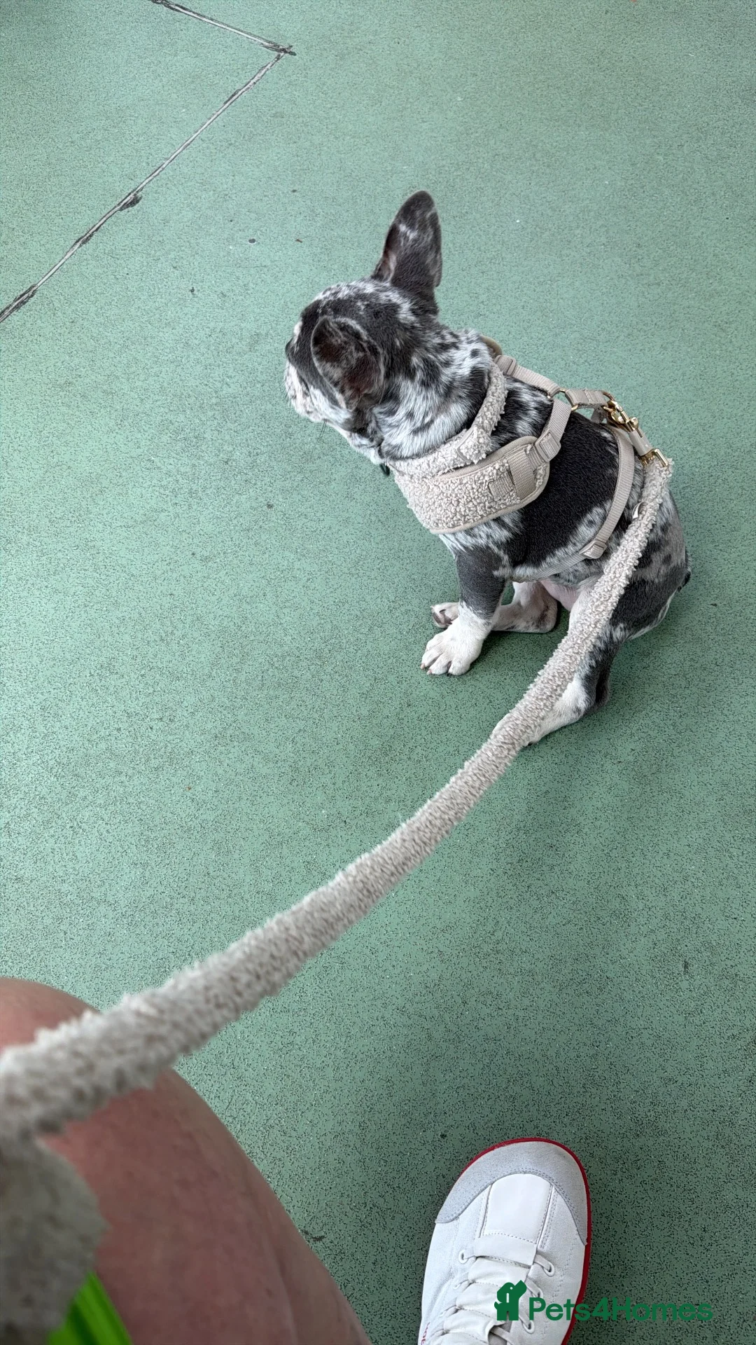 French Bulldog dogs for sale: Rehoming-Codeine”Codi” 😊 in Birmingham - Advert 2