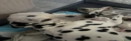 Dalmatian dogs for sale: 🐾 Stunning KC Pedigree Dalmatian Puppies 🐾 - Advert 25