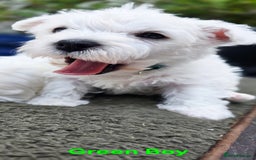 West Highland Terrier dogs for sale: Beautiful Westhighland Terrier Puppies  - Image 20
