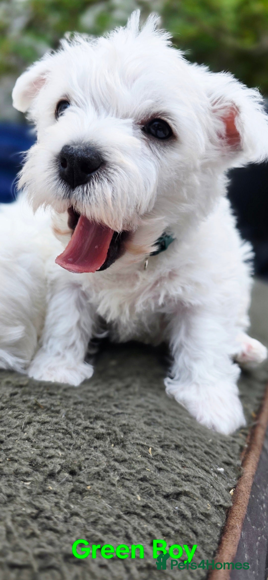 West Highland Terrier dogs for sale: Beautiful Westhighland Terrier Puppies  - Image 20
