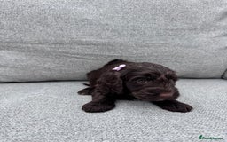 Cockapoo dogs for sale: Beautiful F1 cockerpoo puppies  - Image 9