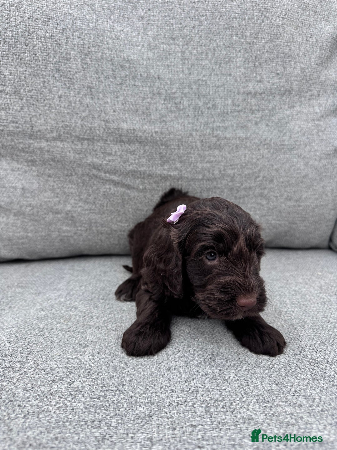 Cockapoo dogs for sale: Beautiful F1 cockerpoo puppies  - Image 9