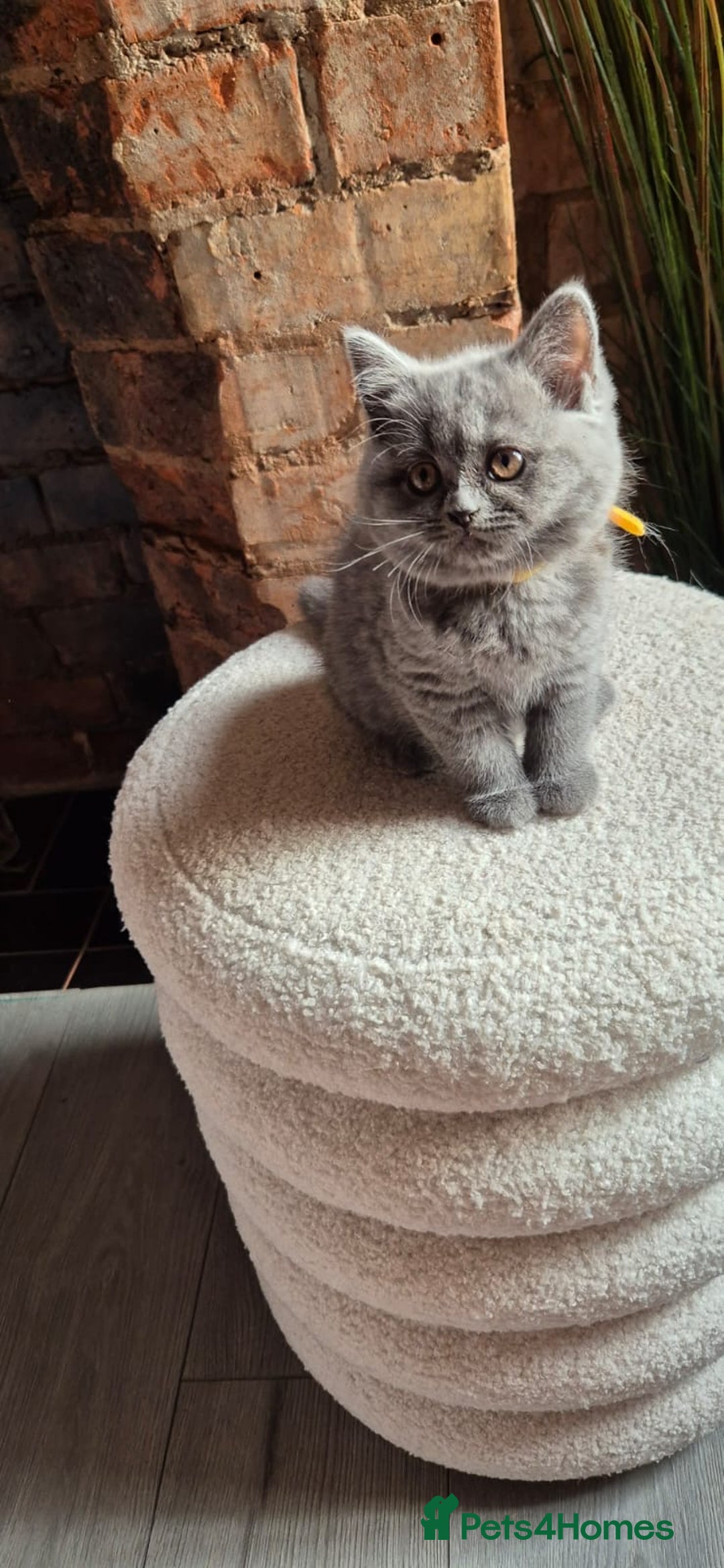 Scottish Fold cats for sale: Adorable Scottish Fold and Straight Kittens  - Image 31