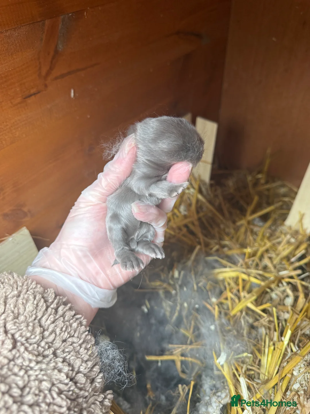 Mini Lop rabbits for sale: 6 x Blue & Lilac Mini Lops - Waiting List Now Open - Advert 10