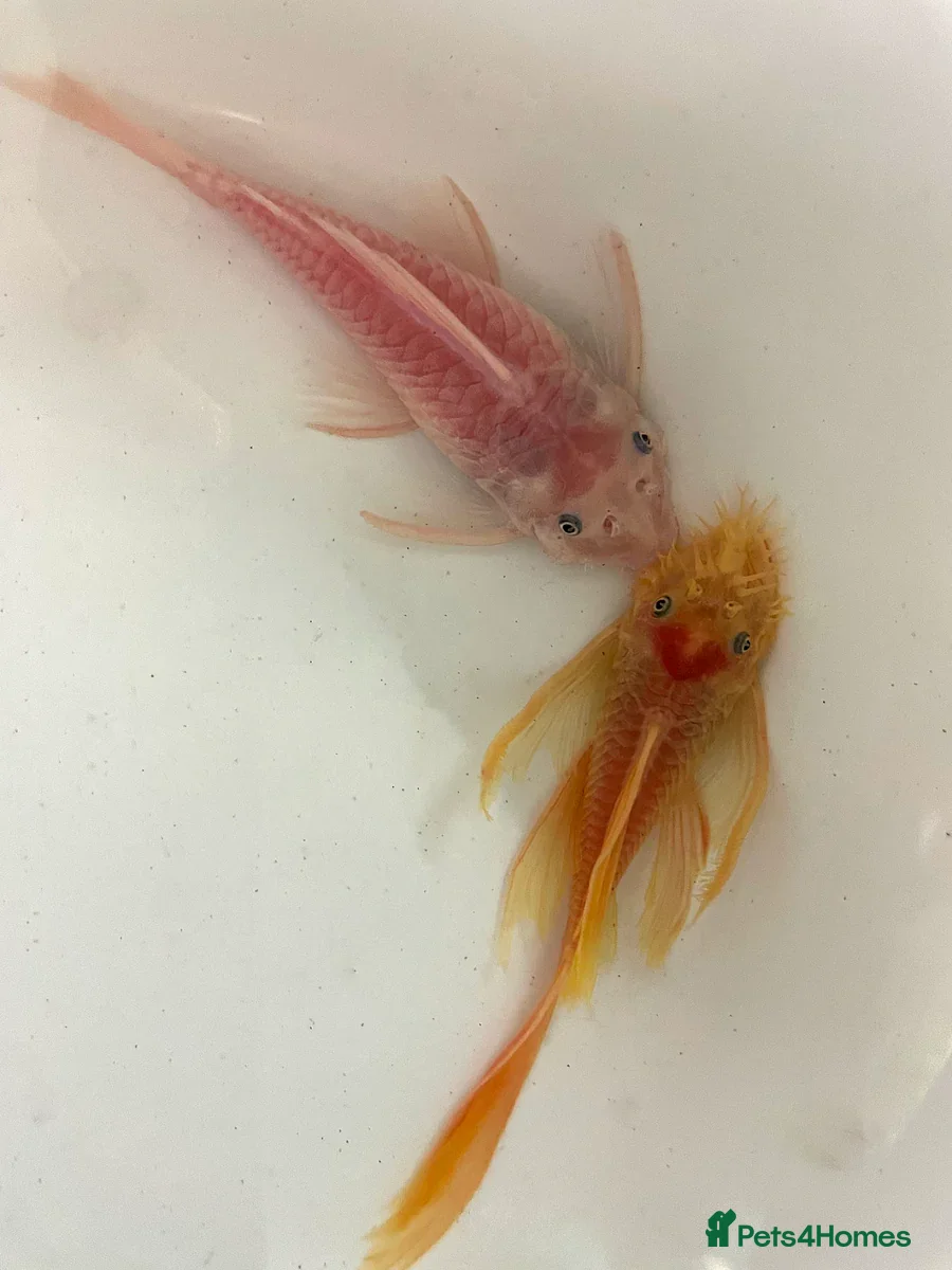 Plecos fish Pleco pairs - Advert 5