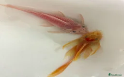 Plecos fish for sale: Pleco pairs - Image 1
