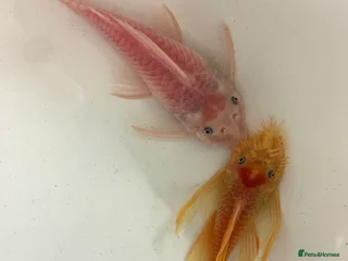 Plecos fish - Advert 3