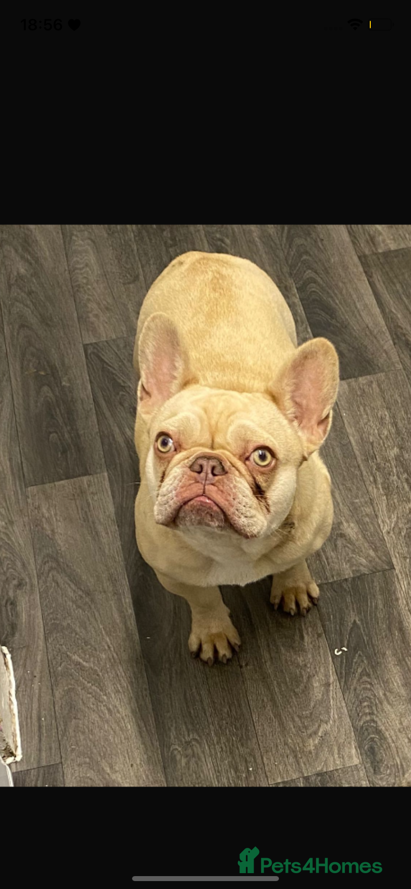 French Bulldog dogs Remi girl  - Advert 2