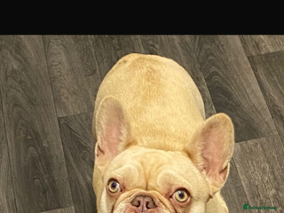 French Bulldog dogs Remi girl - Advert 1