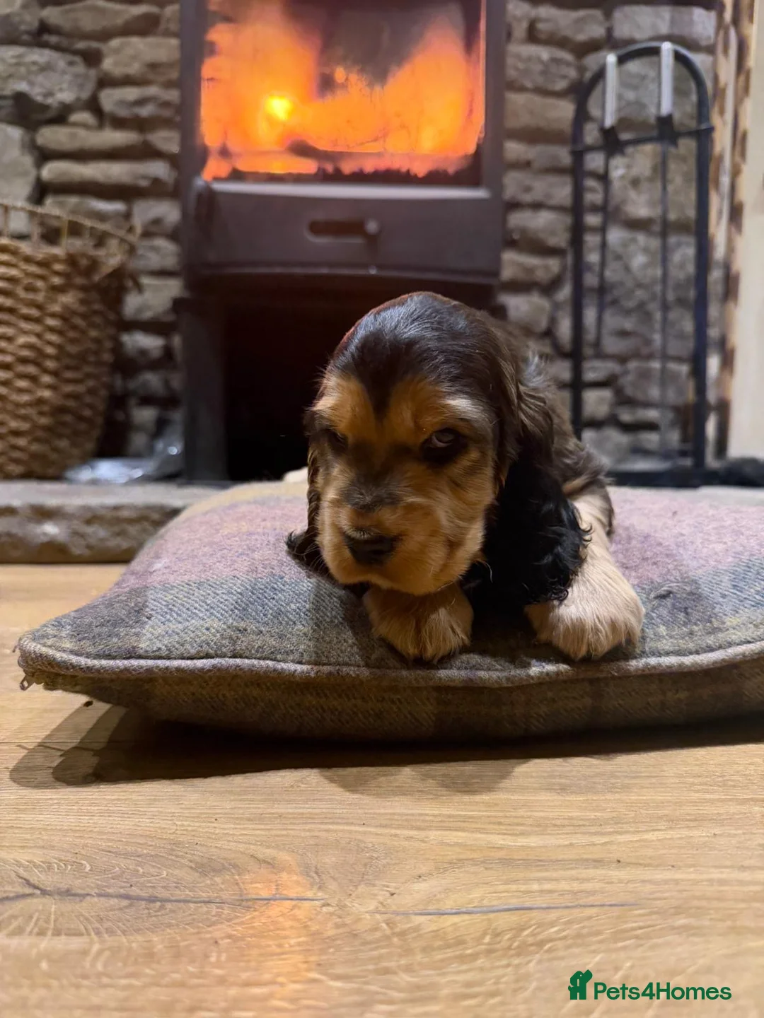 Cocker Spaniel dogs for sale: Stunning sable show cocker puppies in Kendal - Advert 22