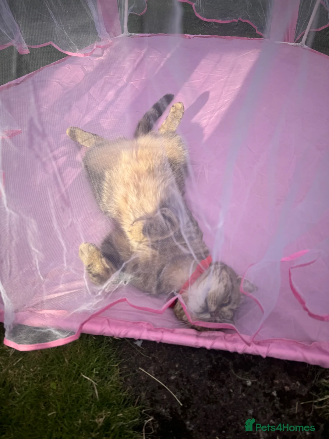 Scottish Fold cats for sale: Female Scottish fold  - Advert 6