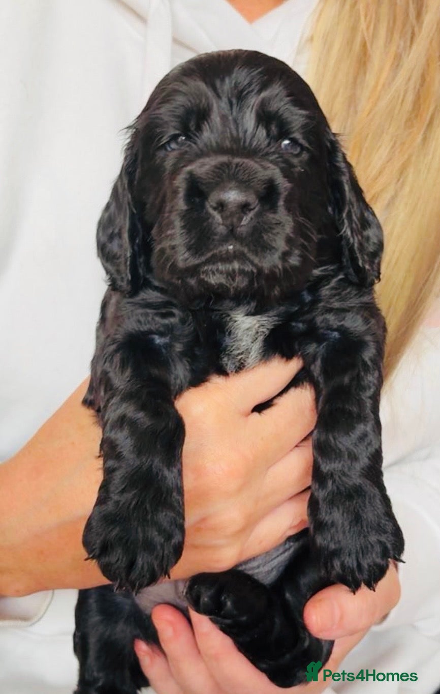 Cocker Spaniel dogs Show Type Cocker Spaniel Pups 🐶😍 - Advert 2