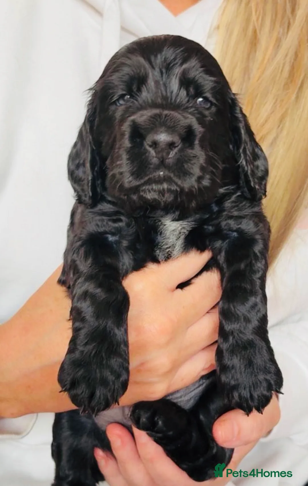 Cocker Spaniel dogs for sale: Show Type Cocker Spaniel Pups 🐶😍 - Advert 1