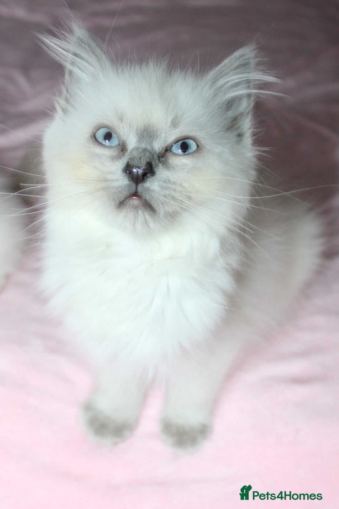 Ragdoll cats for sale: GCCF registered Ragdolls  - Advert 5