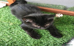 Mixed Breed cats for sale: 2 boys Available today 30/8/25 - Image 7