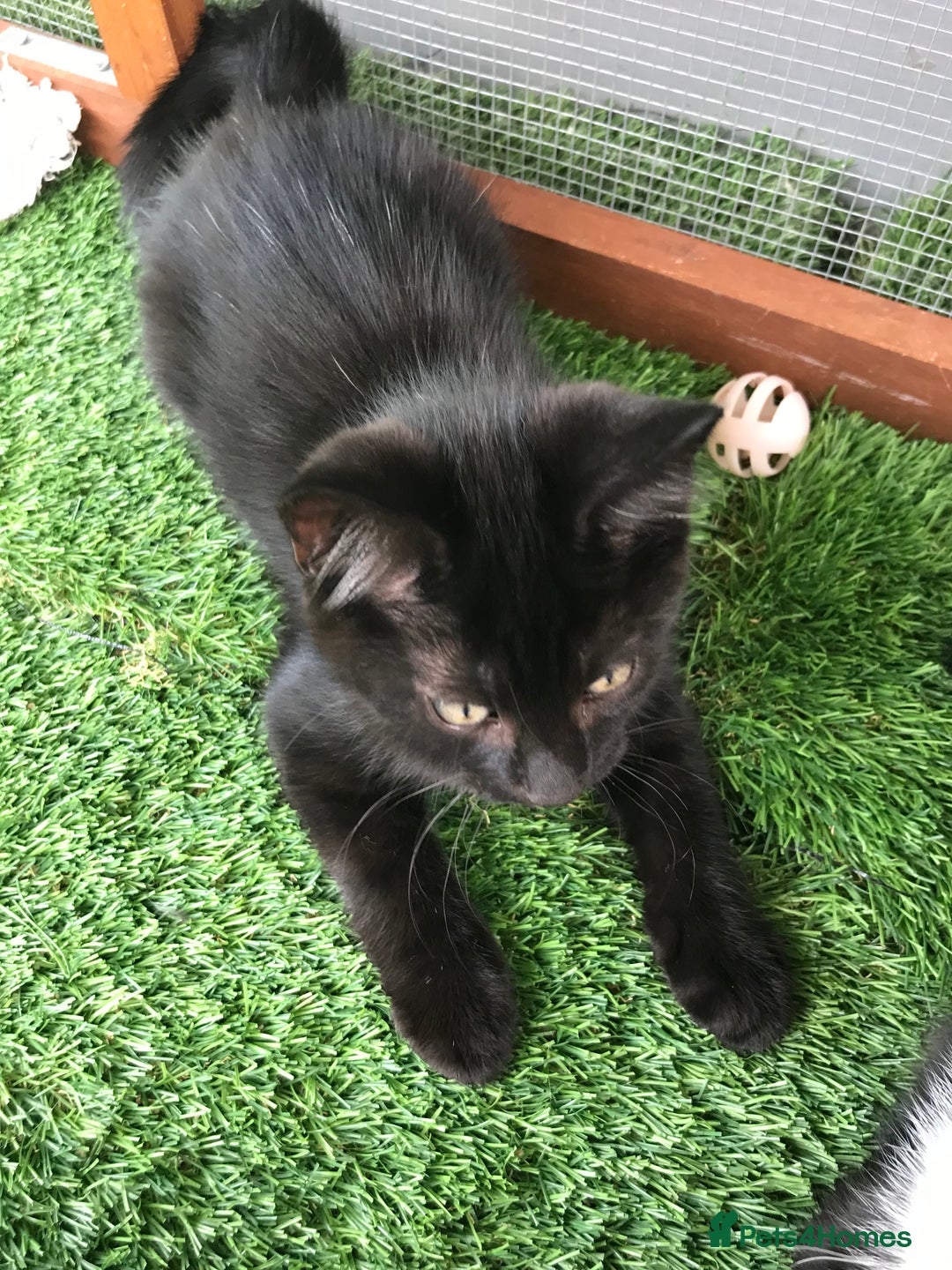 Mixed Breed cats for sale: 2 boys Available today 30/8/25 - Image 7