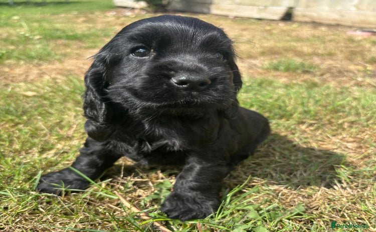 Cocker Spaniel dogs - Advert 7