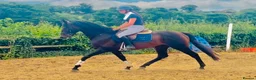 Irish Thoroughbred horses for sale: Espresso - tall, dark, handsome. - Advert 2