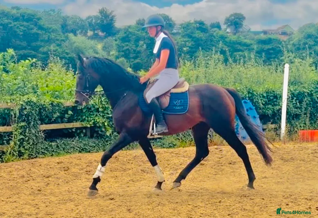 Irish Thoroughbred horses for sale: Espresso - tall, dark, handsome. - Advert 2