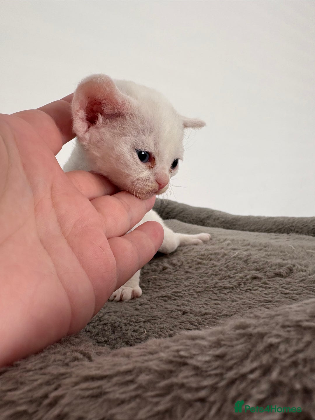 Devon Rex cats for sale: ❤️2 male Devon rex available 😻 - Image 12