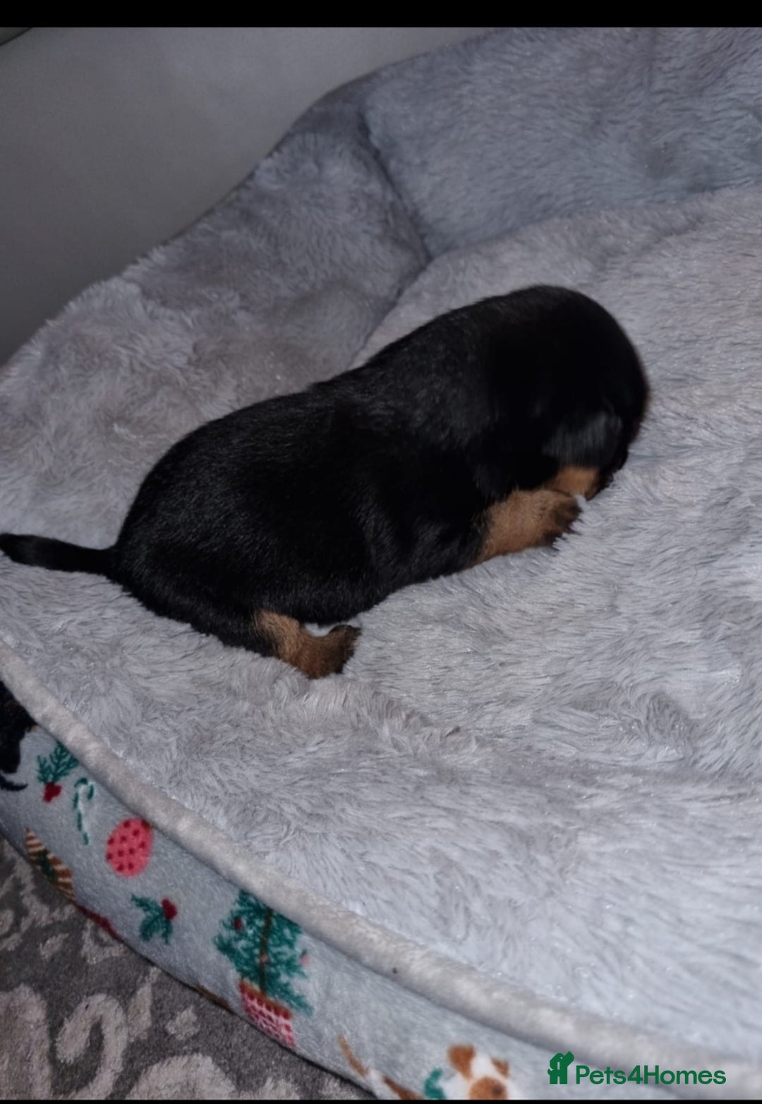 Jack Russell dogs for sale: Jack Russell Pups - Advert 7