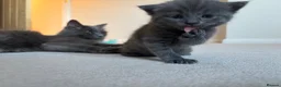 Nebelung cats for sale: Nebelung Kitties! - Advert 7