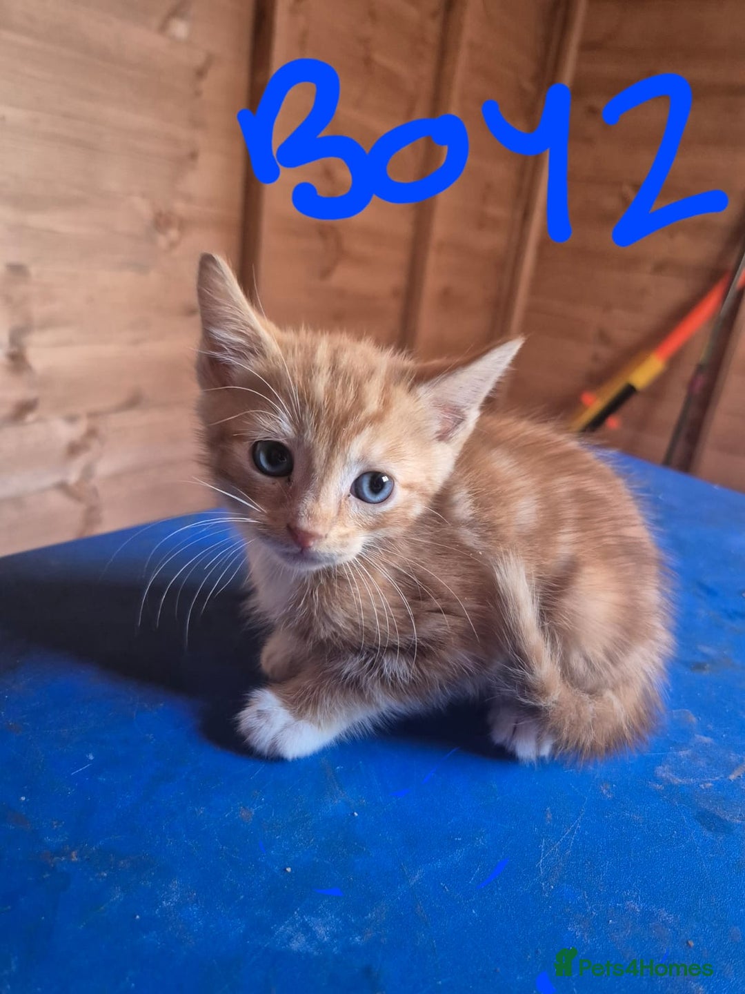 Mixed Breed cats for sale: 5 ginger kittens looking for new home  - Image 8