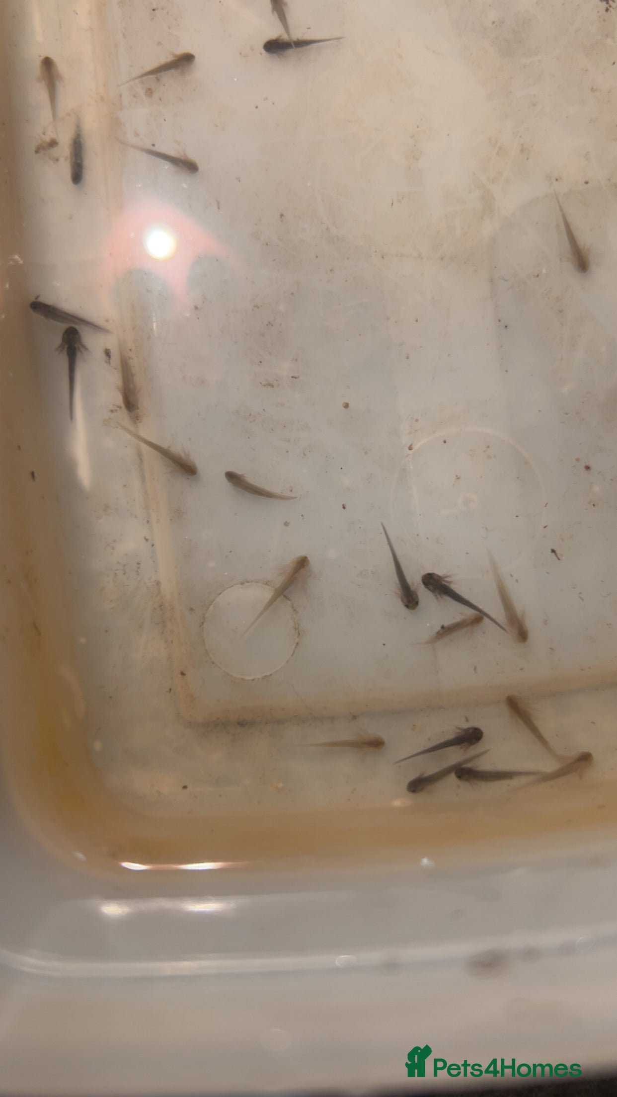 Axolotl reptiles Axolotl hatchling  - Advert 3