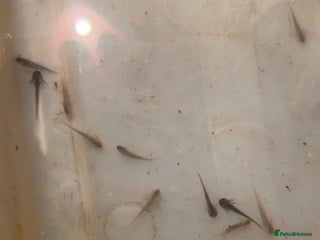 Axolotl reptiles Axolotl hatchling - Advert 3