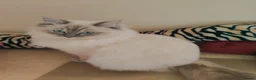 Ragdoll cats for sale: Ethically-raised GCCF seal colourpoint ragdoll   - Advert 9