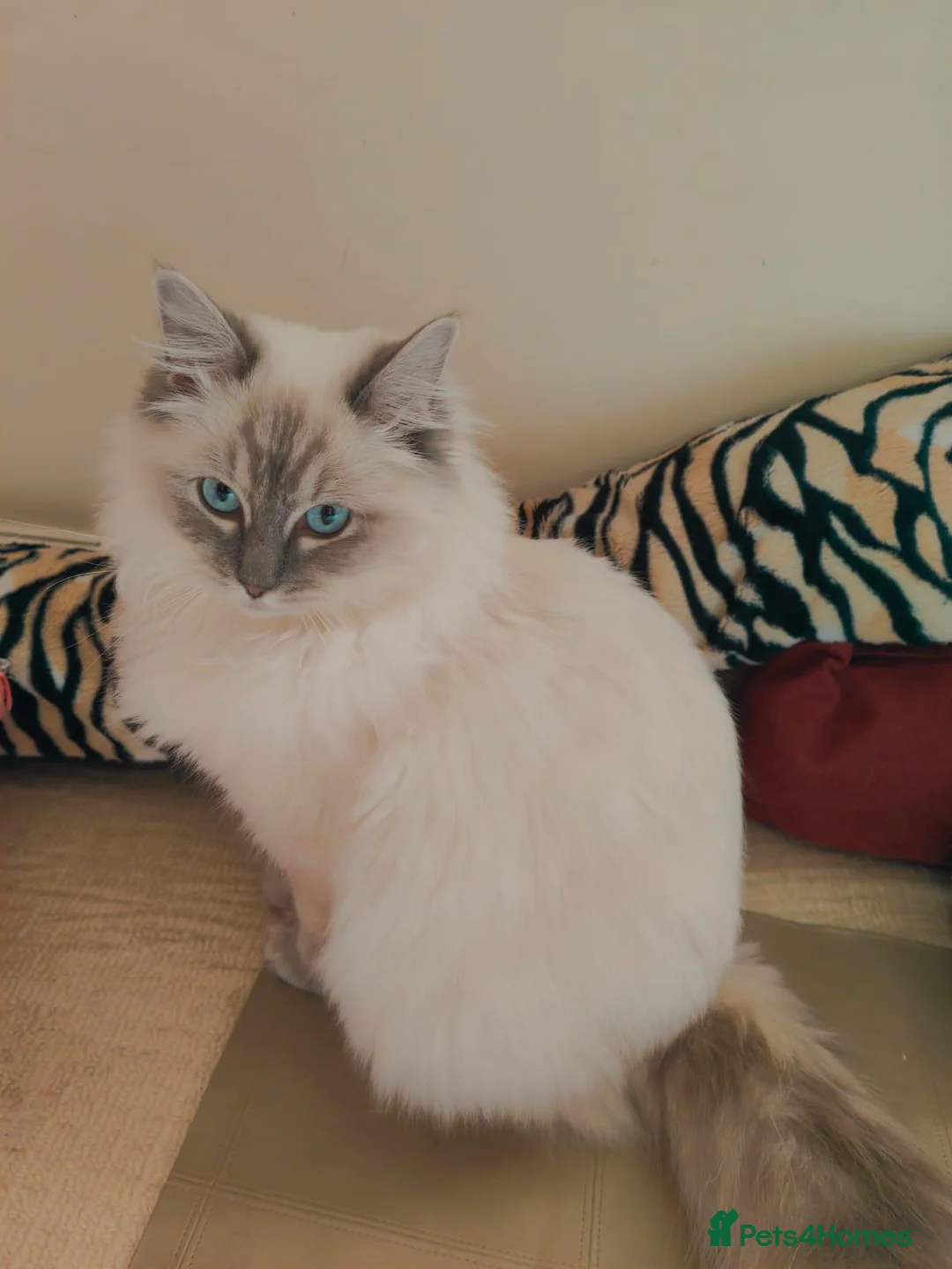Ragdoll cats for sale: Ethically-raised GCCF seal colourpoint ragdoll   - Advert 9