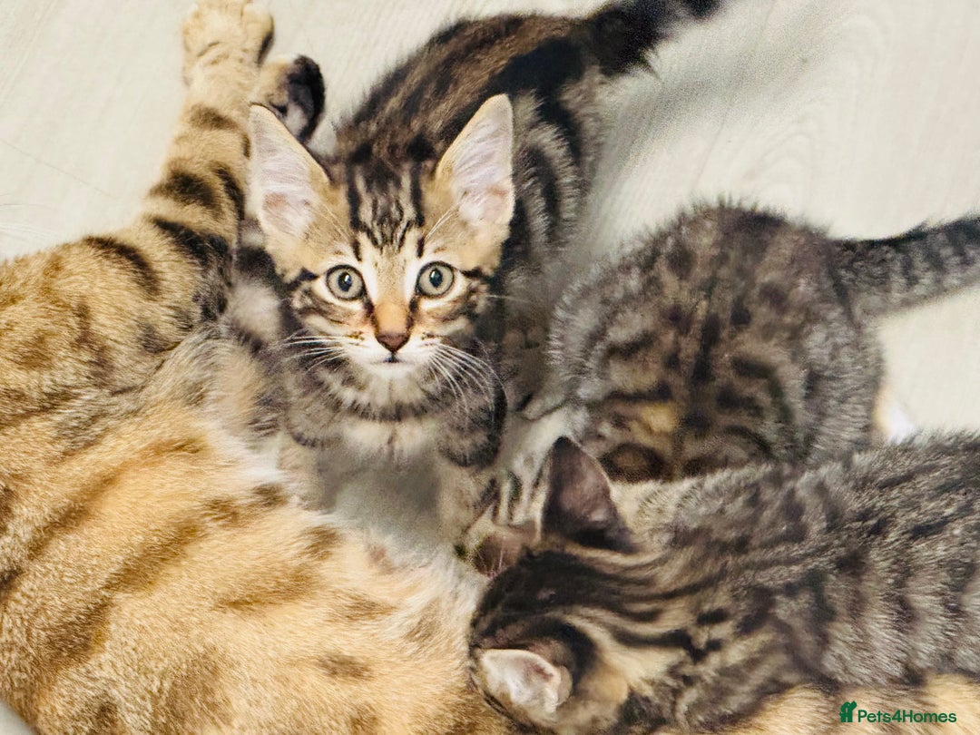 Bengal cats for sale: Bengals cross - Image 4