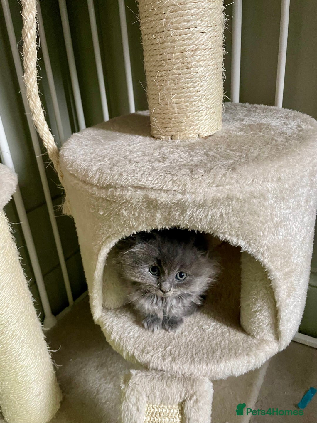 Ragdoll cats for sale: Exquisite, truly unique Ragdolls & Ragfold kittens - Advert 4