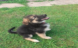 German Shepherd dogs for sale: Straight back gsd puppies  - Image 21