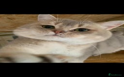 British Shorthair cats for stud: Stuning bluegolden /Russian import/STUD   - Image 2