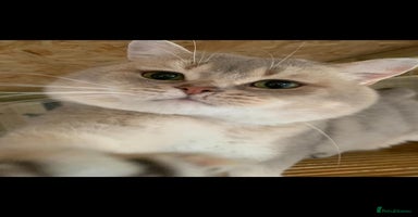 British Shorthair cats - Advert 2