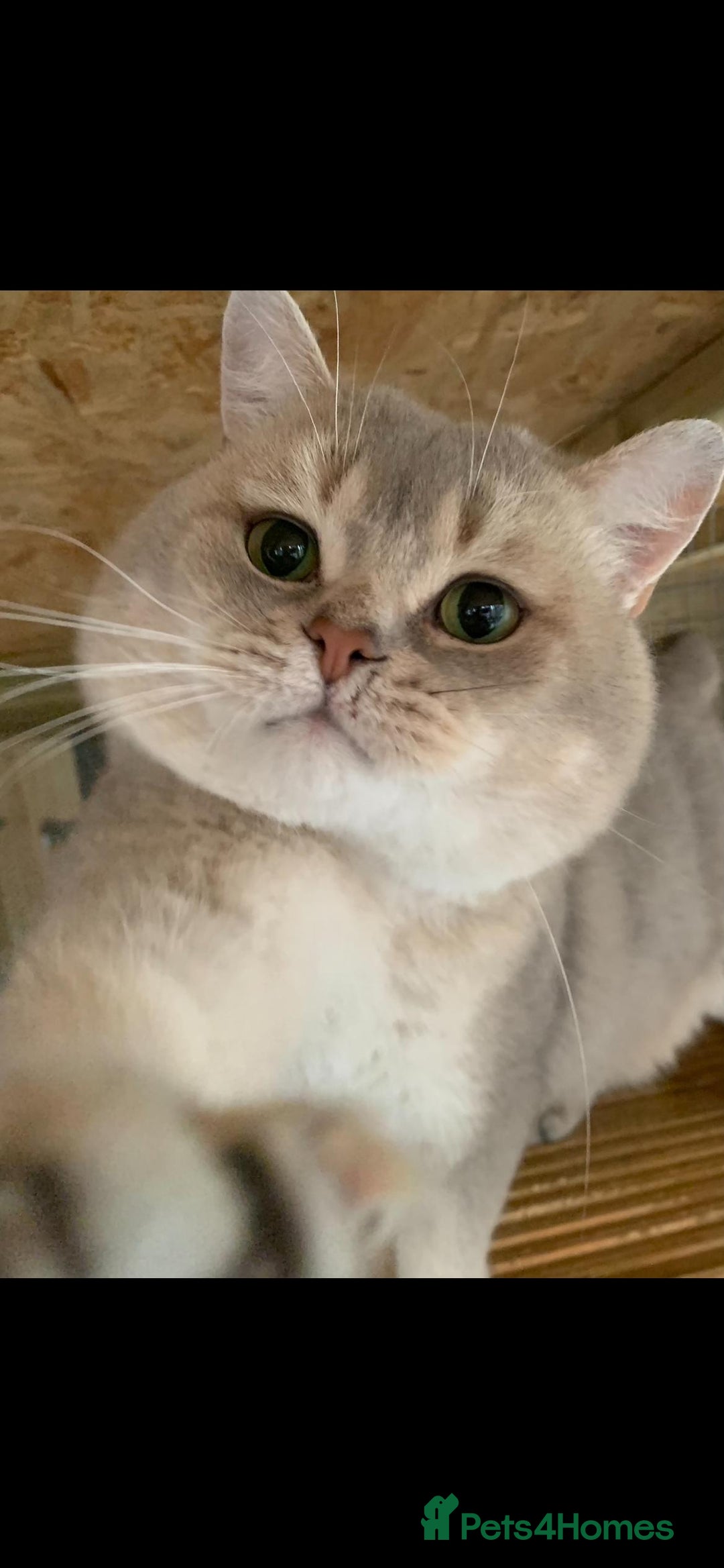 British Shorthair cats for stud: Stuning bluegolden /Russian import/STUD   - Image 2